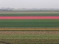 Keukenhof